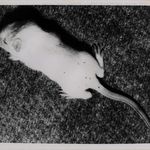 Laboratory mouse infected with mites, 1946. (Courtesy of NIH Stetten Museum of Medical Research, National Institutes of Health, 1546-Ph)